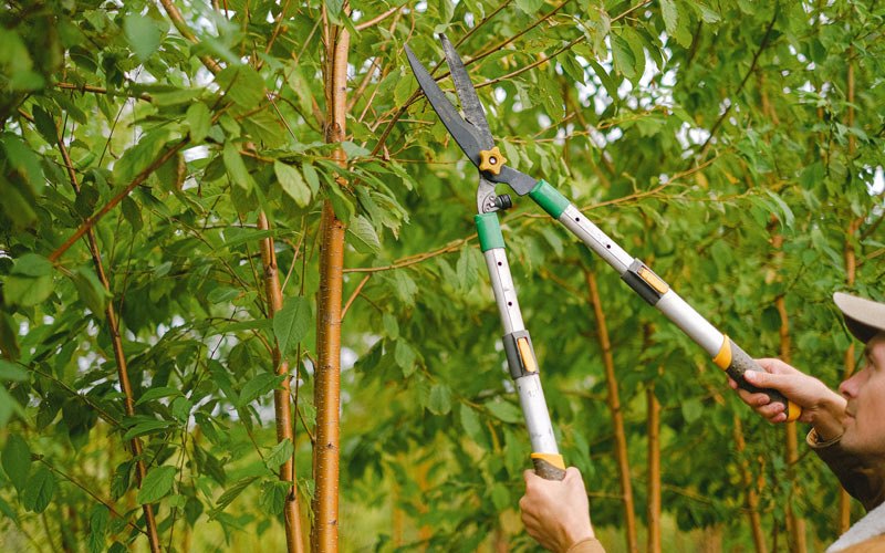 Tree trimming in Shaniko, OR